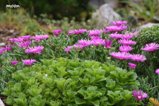 delosperma